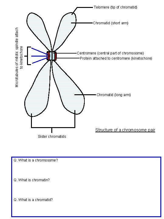 Telomere (tip of chromatid) Microtubules of mitotic spindle attach to kinetochore Chromatid (short arm)