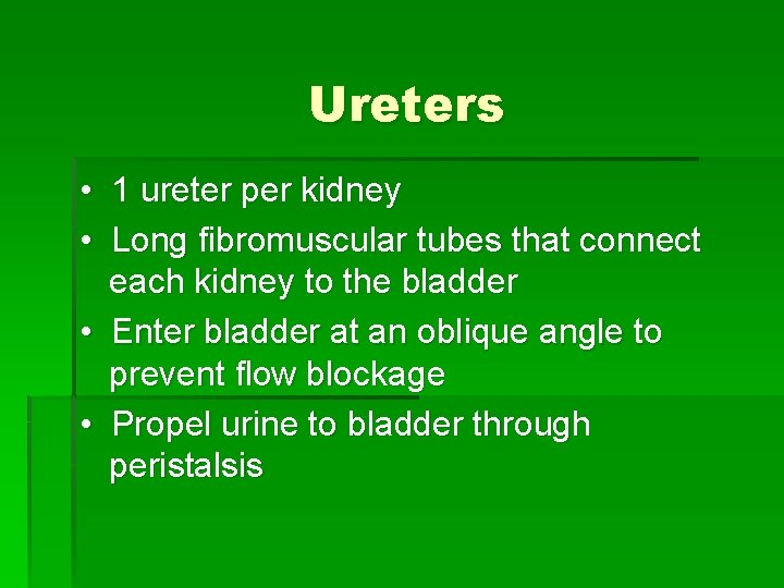 Ureters • 1 ureter per kidney • Long fibromuscular tubes that connect each kidney