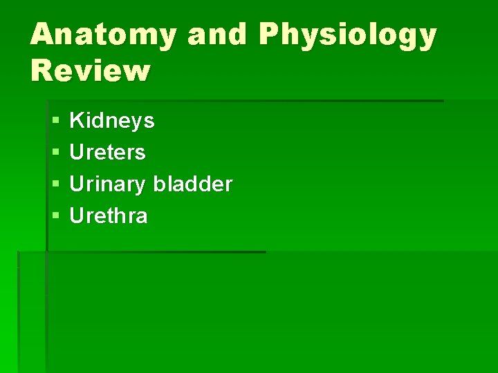 Anatomy and Physiology Review § § Kidneys Ureters Urinary bladder Urethra 