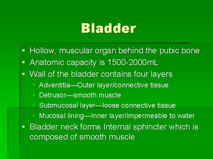 Bladder § Hollow, muscular organ behind the pubic bone § Anatomic capacity is 1500