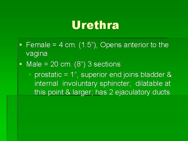 Urethra § Female = 4 cm. (1. 5”), Opens anterior to the vagina §