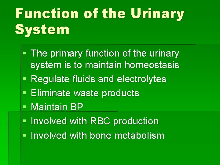 Function of the Urinary System § The primary function of the urinary system is