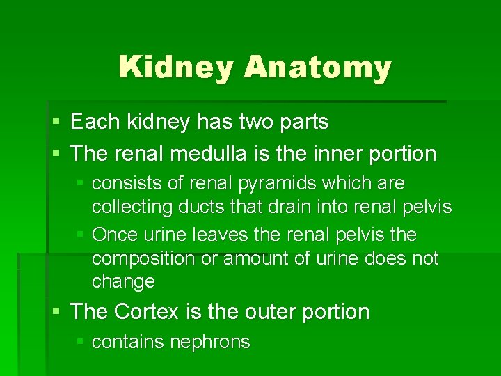 Kidney Anatomy § Each kidney has two parts § The renal medulla is the