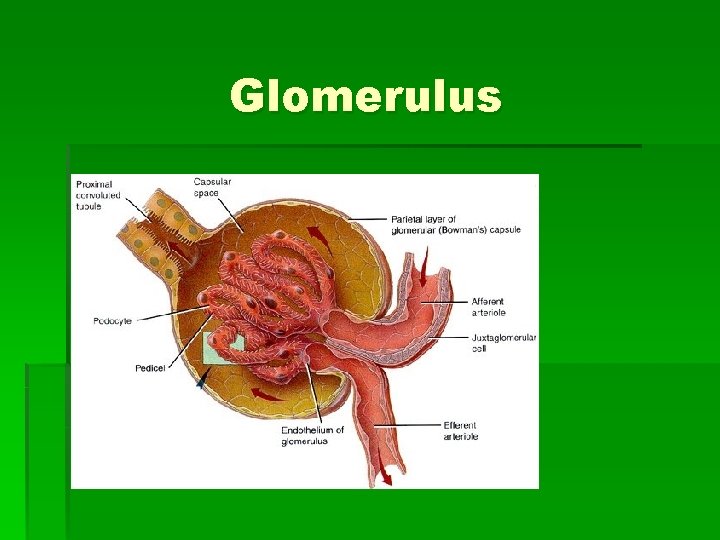 Glomerulus 