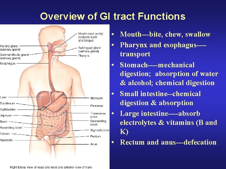 Overview of GI tract Functions • Mouth---bite, chew, swallow • Pharynx and esophagus---transport •