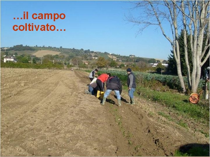 …il campo coltivato… 