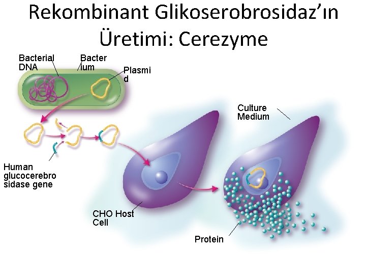 Rekombinant Glikoserobrosidaz’ın Üretimi: Cerezyme Bacterial DNA Bacter ium Plasmi d Culture Medium Human glucocerebro