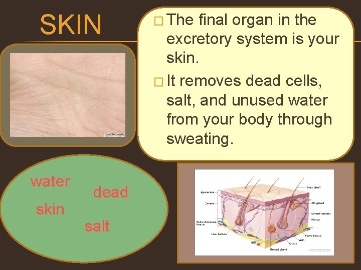 SKIN water skin dead salt � The final organ in the excretory system is