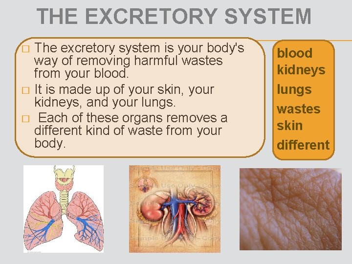 THE EXCRETORY SYSTEM The excretory system is your body's way of removing harmful wastes