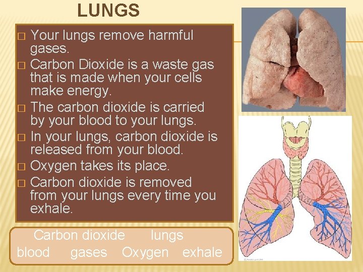 LUNGS Your lungs remove harmful gases. � Carbon Dioxide is a waste gas that