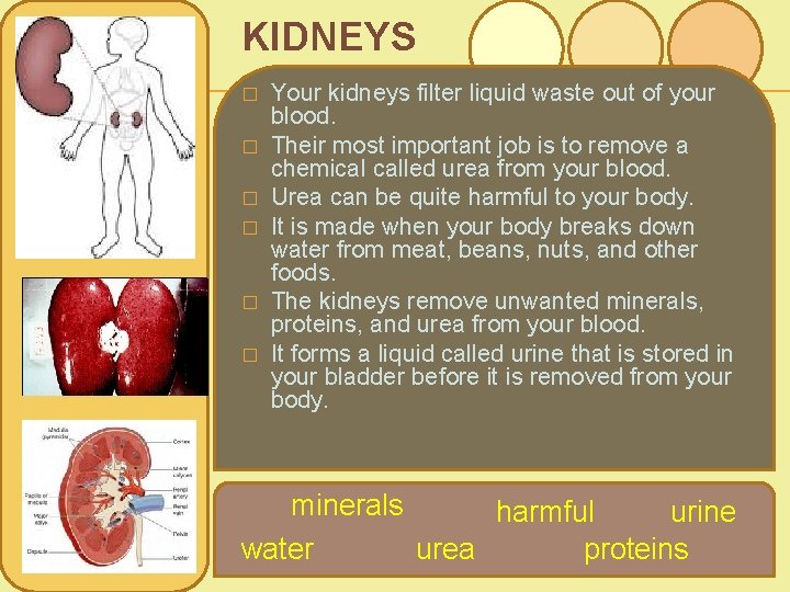 KIDNEYS � � � Your kidneys filter liquid waste out of your blood. Their