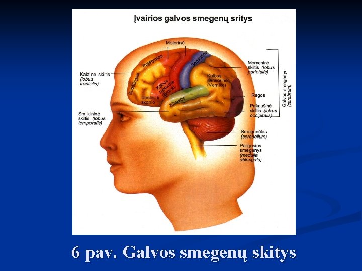 6 pav. Galvos smegenų skitys 