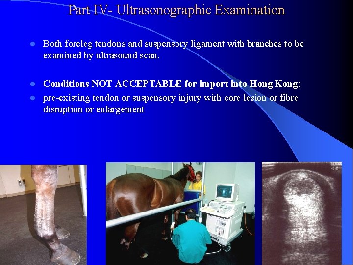Part IV- Ultrasonographic Examination l Both foreleg tendons and suspensory ligament with branches to