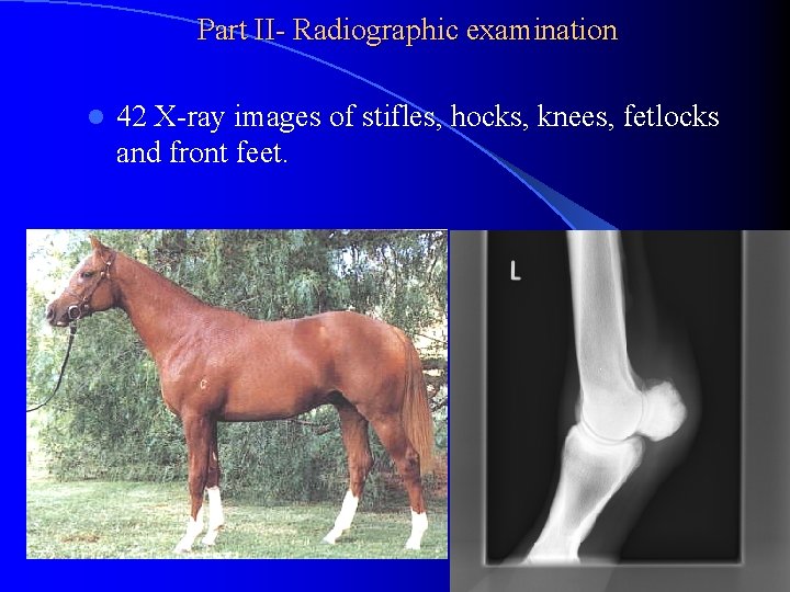 Part II- Radiographic examination l 42 X-ray images of stifles, hocks, knees, fetlocks and