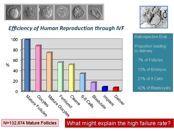 Efficiency of Human Reproduction through IVF Retrospective Eval. Proportion leading to delivery: 7% of