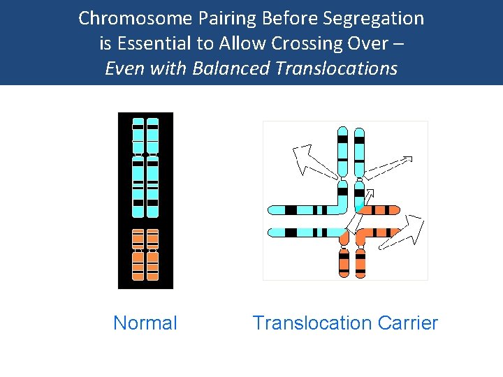 Chromosome Pairing Before Segregation is Essential to Allow Crossing Over – Even with Balanced