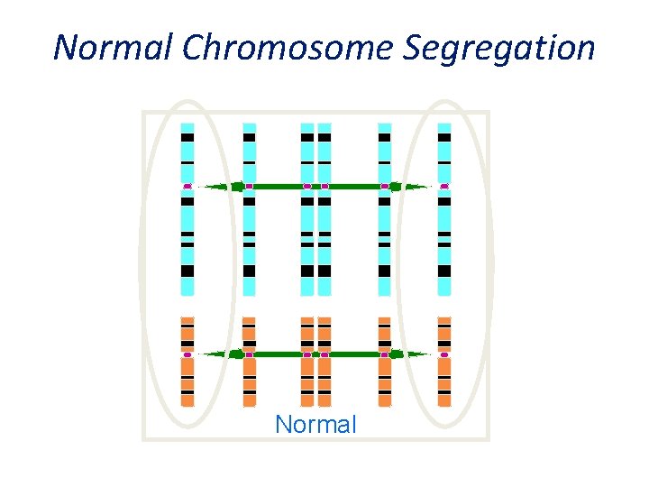 Normal Chromosome Segregation Normal 