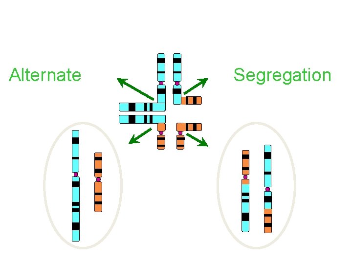 Translocations - Chromosome Segregation Alternate Segregation 