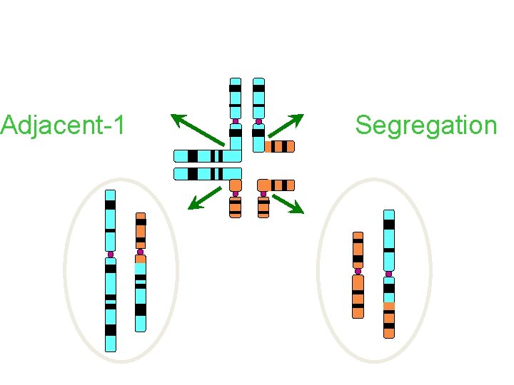 Translocations - Chromosome Segregation Adjacent-1 Segregation 