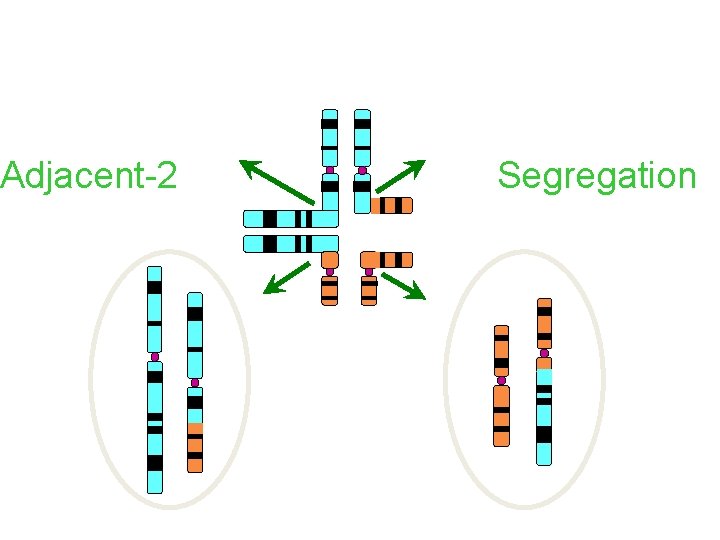 Translocations - Chromosome Segregation Adjacent-2 Segregation 