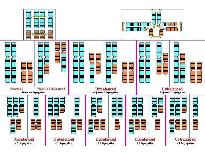 Normal Balanced Alternate Segregation Unbalanced Adjacent-1 Segregation Adjacent-2 Segregation Unbalanced Unbalanced 3: 1 Segregation