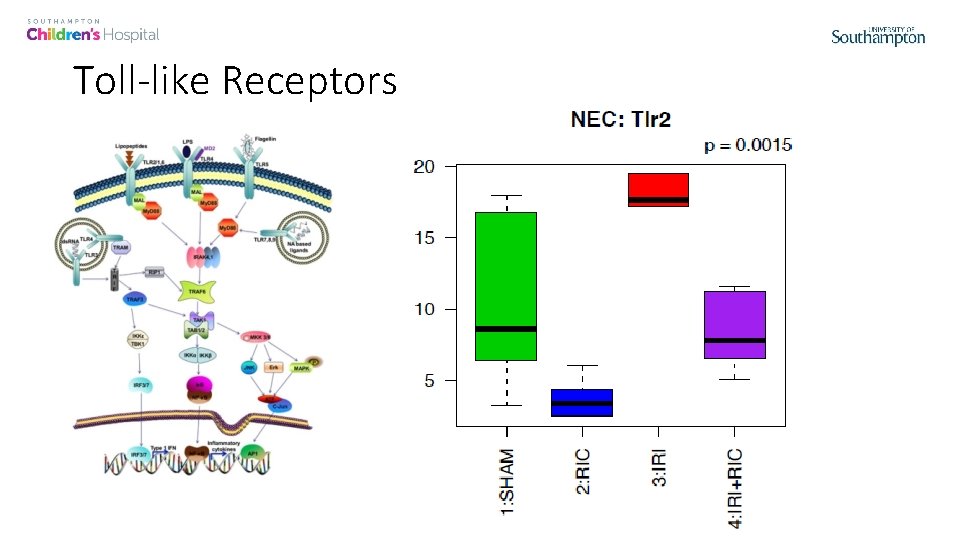 Toll-like Receptors Bacterial molecules (such as LPS) Toll-like Receptors (esp TLR-4, TLR-2) - dysregulated