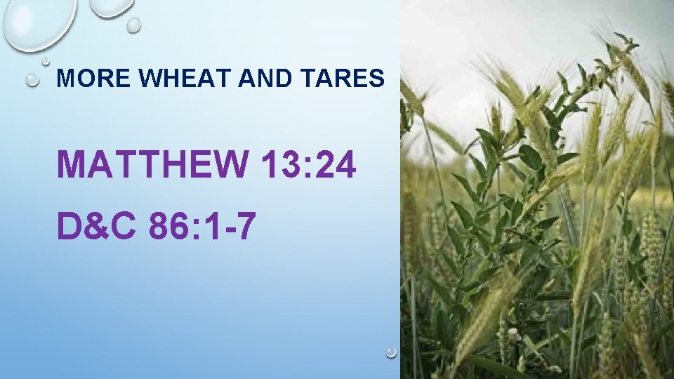 MORE WHEAT AND TARES MATTHEW 13: 24 D&C 86: 1 -7 