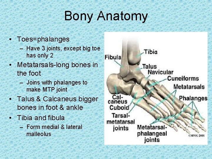Bony Anatomy • Toes=phalanges – Have 3 joints, except big toe has only 2 Bony Anatomy • Toes=phalanges – Have 3 joints, except big toe has only 2