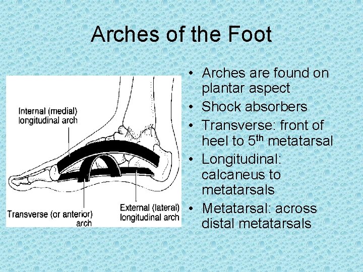 Arches of the Foot • Arches are found on plantar aspect • Shock absorbers Arches of the Foot • Arches are found on plantar aspect • Shock absorbers