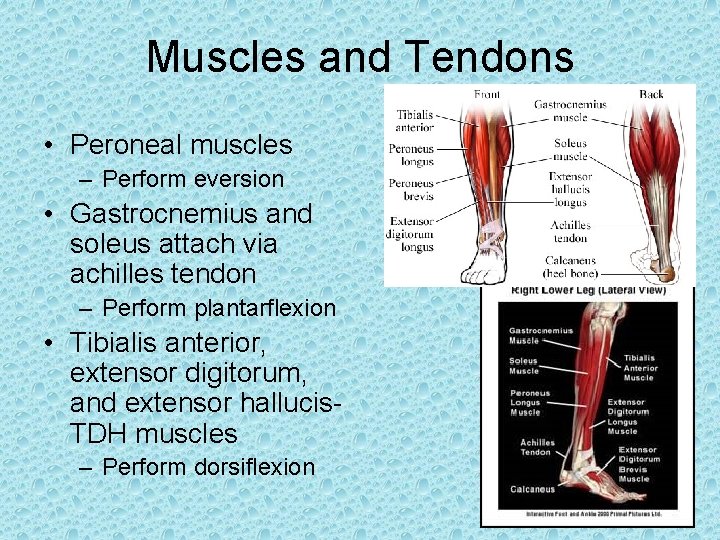 Muscles and Tendons • Peroneal muscles – Perform eversion • Gastrocnemius and soleus attach Muscles and Tendons • Peroneal muscles – Perform eversion • Gastrocnemius and soleus attach
