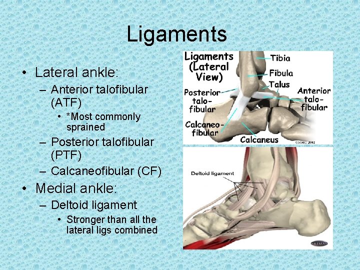 Ligaments • Lateral ankle: – Anterior talofibular (ATF) • *Most commonly sprained – Posterior Ligaments • Lateral ankle: – Anterior talofibular (ATF) • *Most commonly sprained – Posterior