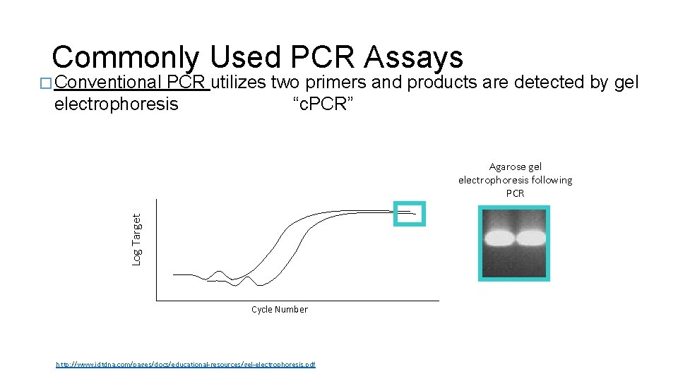 Commonly Used PCR Assays � Conventional PCR utilizes two primers and products are detected