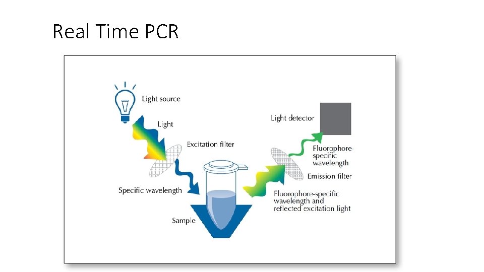 Real Time PCR 