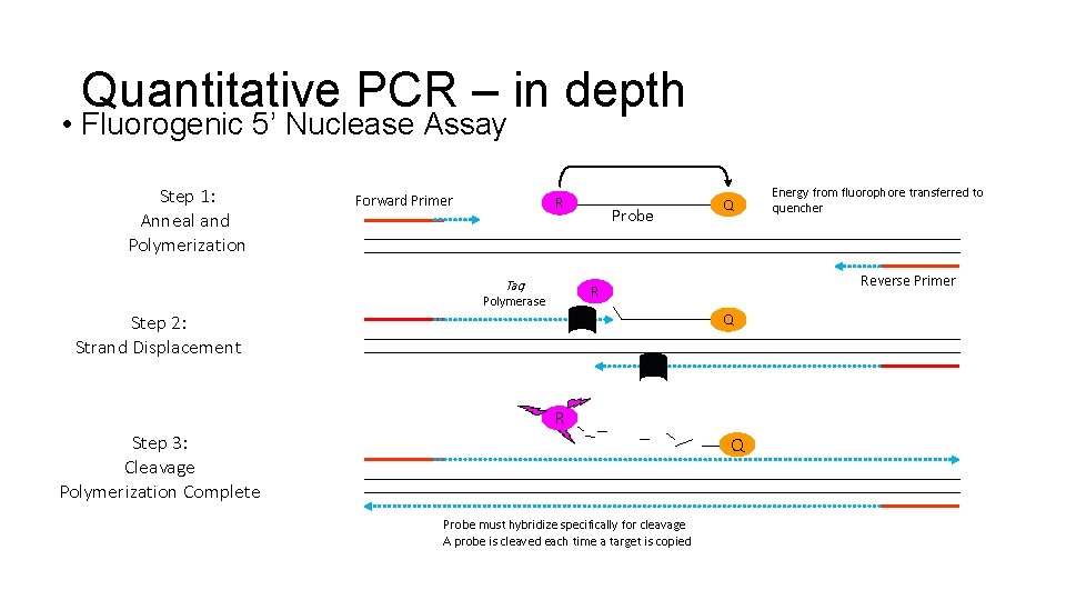 Quantitative PCR – in depth • Fluorogenic 5’ Nuclease Assay Step 1: Anneal and