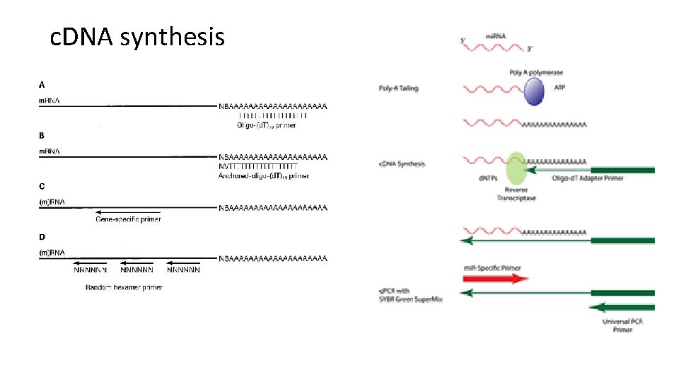 c. DNA synthesis 
