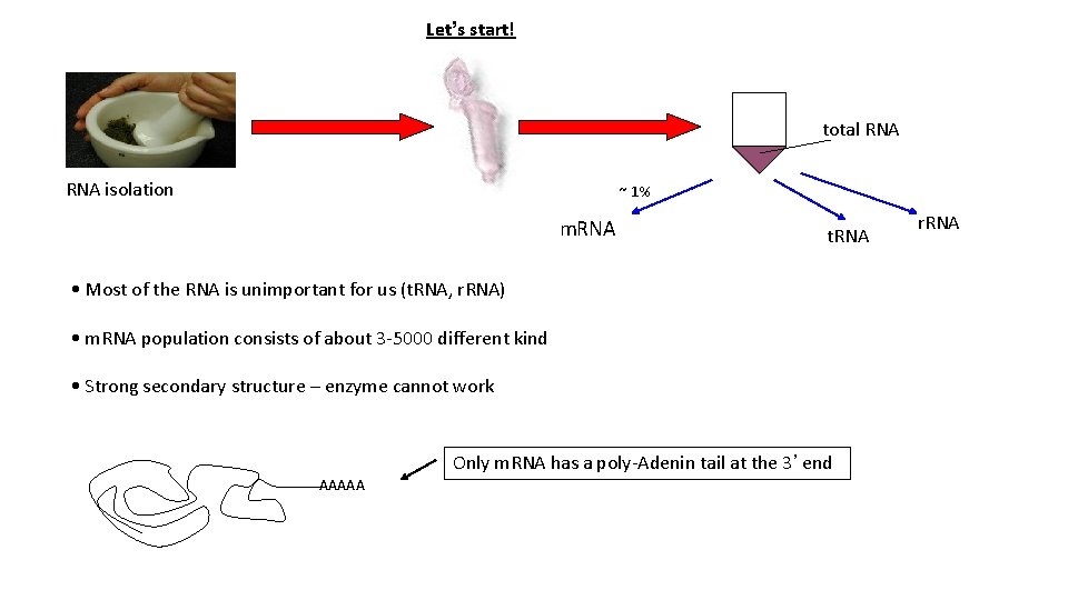 Let’s start! total RNA isolation ~ 1% m. RNA t. RNA • Most of