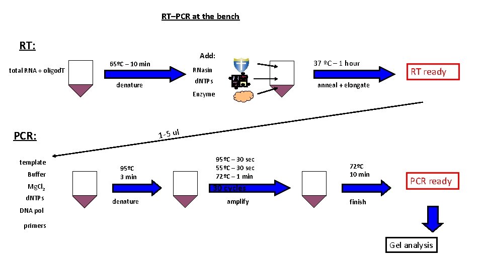RT–PCR at the bench RT: total RNA + oligod. T Add: 65ºC – 10
