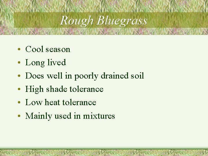 Rough Bluegrass • • • Cool season Long lived Does well in poorly drained