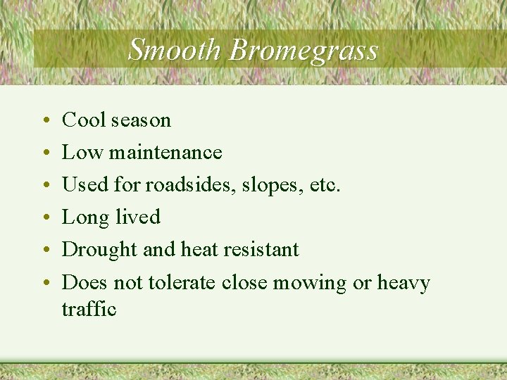 Smooth Bromegrass • • • Cool season Low maintenance Used for roadsides, slopes, etc.