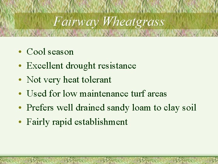 Fairway Wheatgrass • • • Cool season Excellent drought resistance Not very heat tolerant