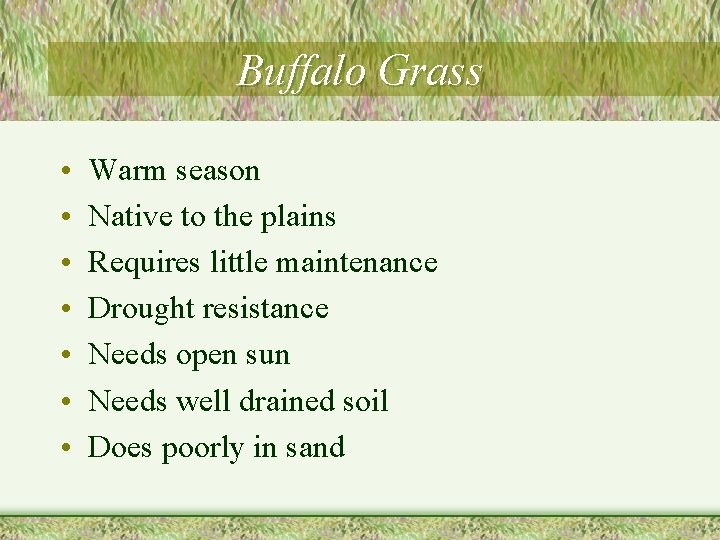 Buffalo Grass • • Warm season Native to the plains Requires little maintenance Drought