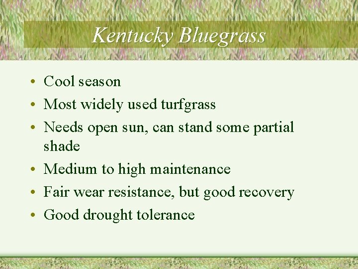 Kentucky Bluegrass • Cool season • Most widely used turfgrass • Needs open sun,