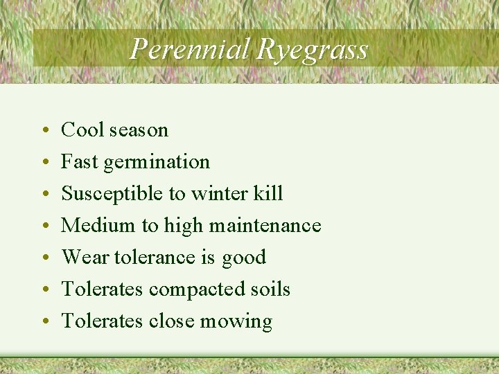 Perennial Ryegrass • • Cool season Fast germination Susceptible to winter kill Medium to