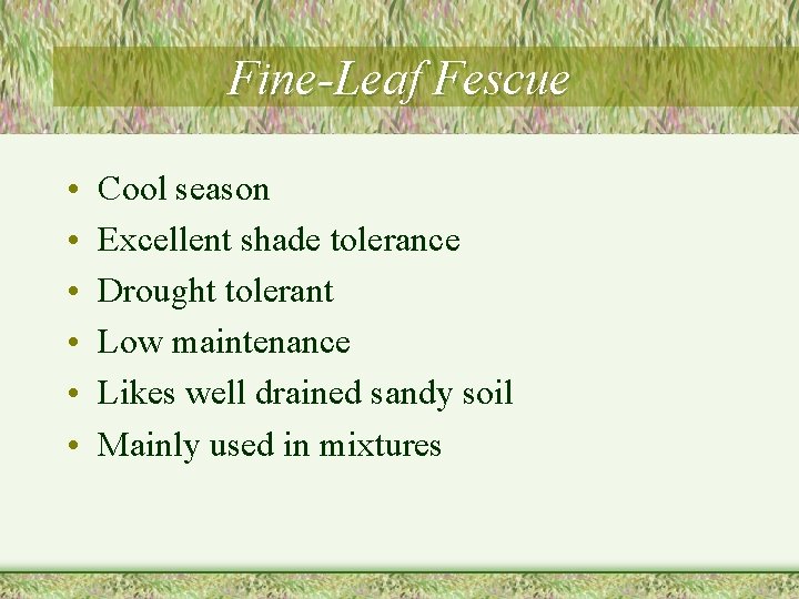 Fine-Leaf Fescue • • • Cool season Excellent shade tolerance Drought tolerant Low maintenance