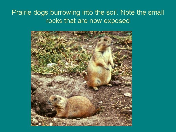 Prairie dogs burrowing into the soil. Note the small rocks that are now exposed