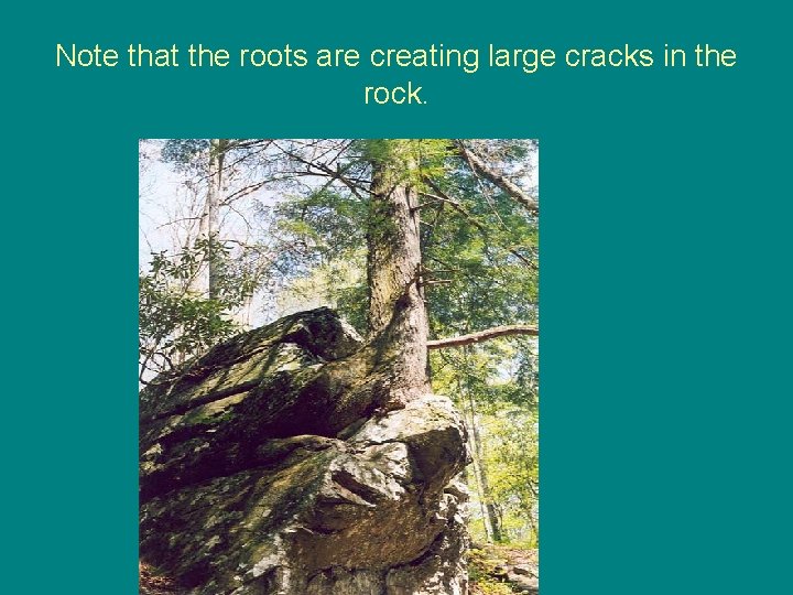 Note that the roots are creating large cracks in the rock. 