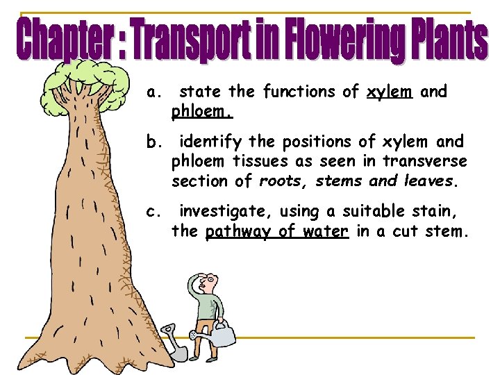a. state the functions of xylem and phloem. b. identify the positions of xylem