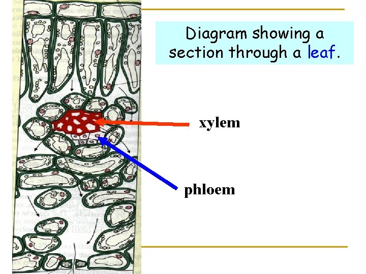 Diagram showing a section through a leaf. xylem phloem 