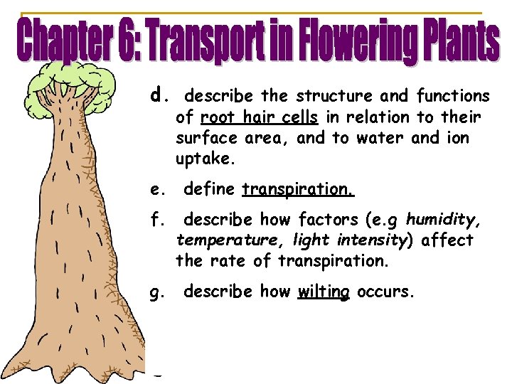 d. describe the structure and functions of root hair cells in relation to their