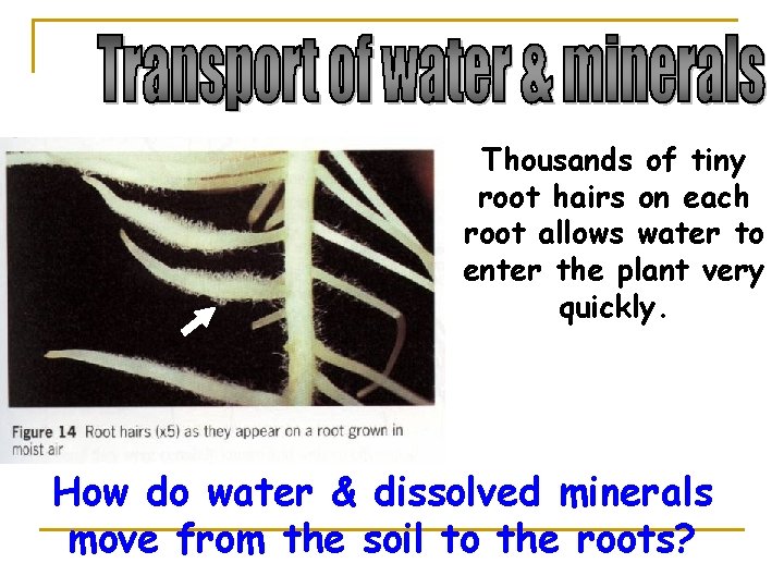 Thousands of tiny root hairs on each root allows water to enter the plant